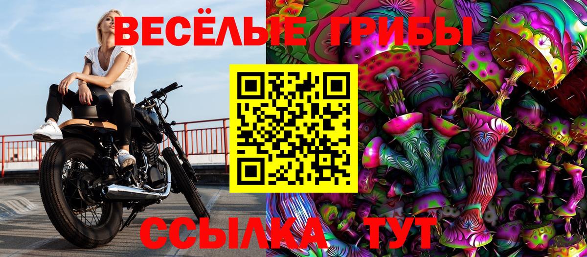 Галлюциногенные грибы Psilocybine cubensis Брянск